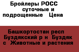 Бройлеры РОСС-308 суточные и подрощенные › Цена ­ 55 - Башкортостан респ., Буздякский р-н, Буздяк с. Животные и растения » Птицы   